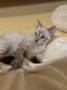 Tilly_Tessi (1)